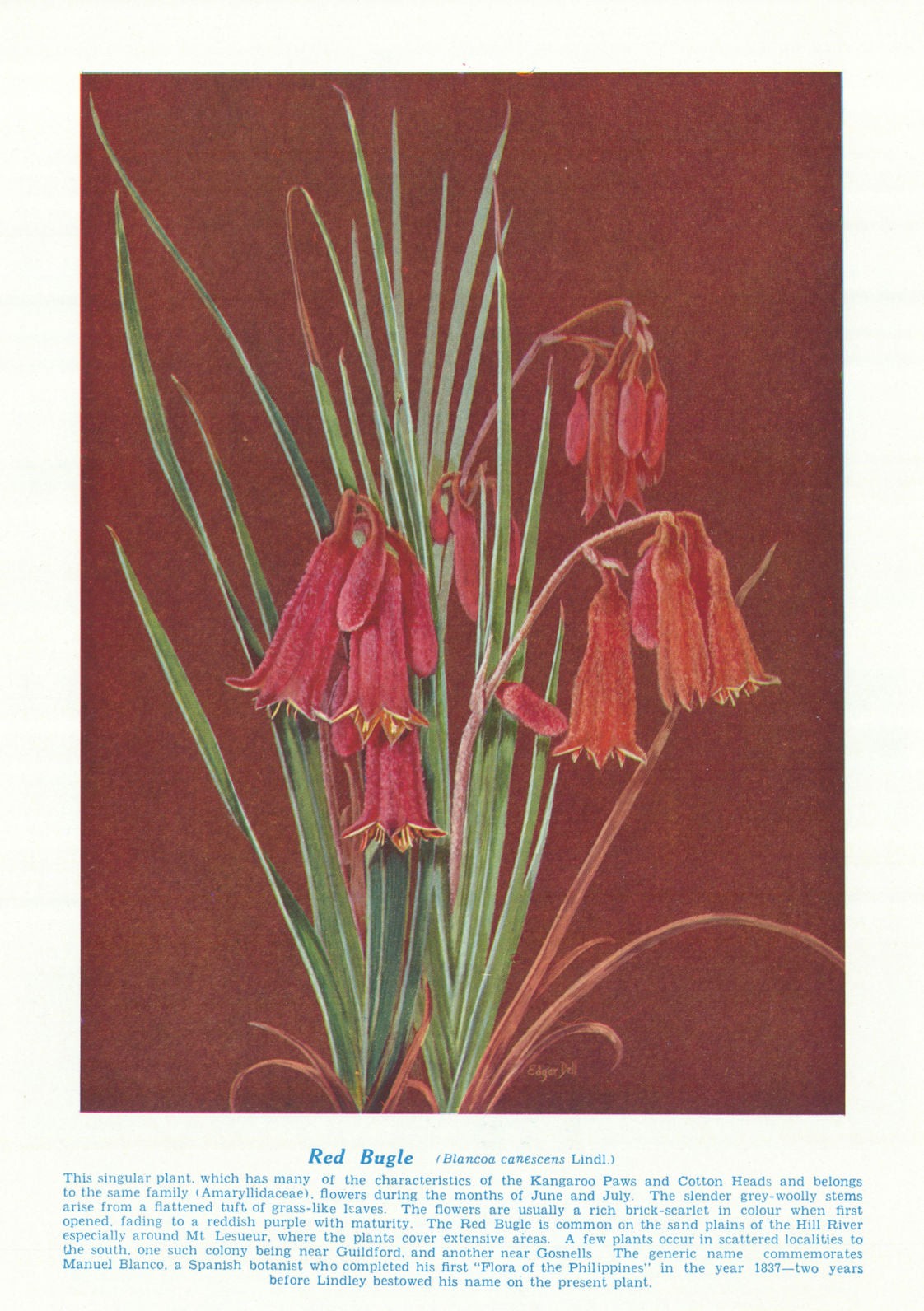Red Bugle (Blancoa canescens). West Australian Wild Flowers 1950 old print